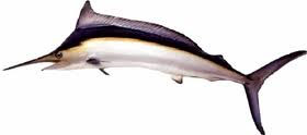 marlin-Makaira indica