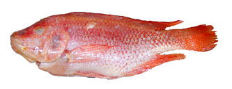Red tilapia